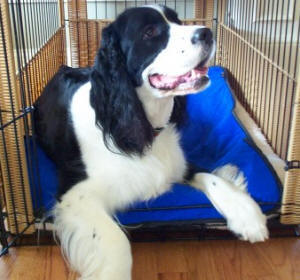 Cooling Mats for Dogs and Cats